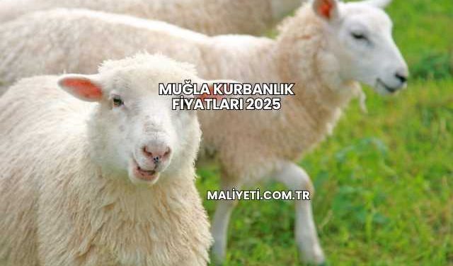 Muğla Kurbanlık Fiyatları 2025