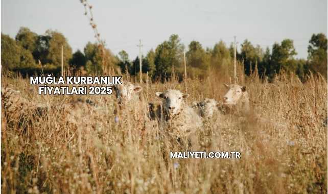 Muğla Kurbanlık Fiyatları 2025