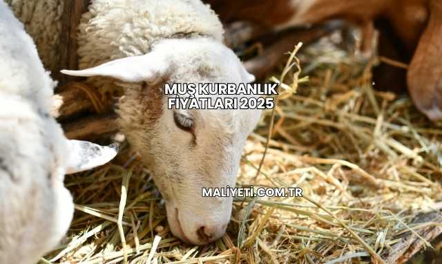 Muş Kurbanlık Fiyatları 2025