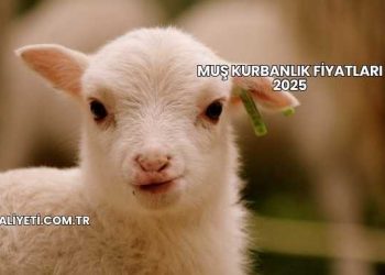 Muş Kurbanlık Fiyatları 2025