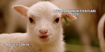 Muş Kurbanlık Fiyatları 2025