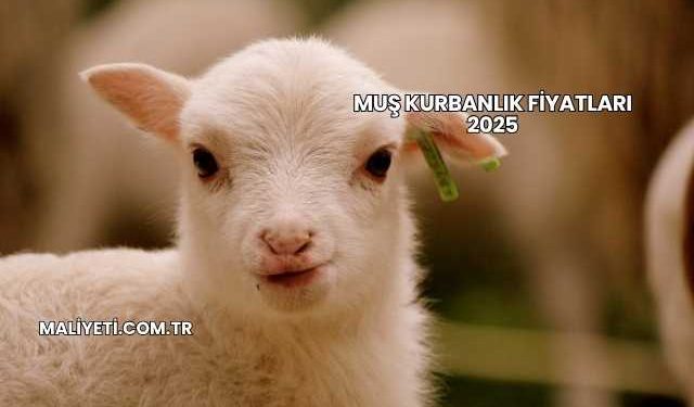 Muş Kurbanlık Fiyatları 2025