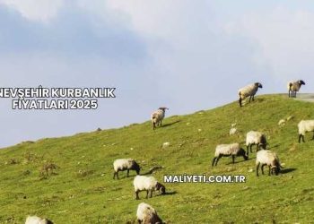 Nevşehir Kurbanlık Fiyatları 2025
