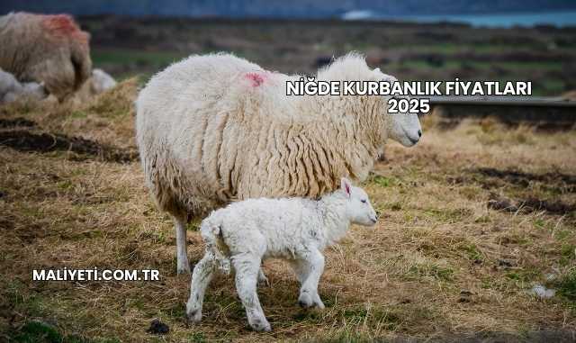 Niğde Kurbanlık Fiyatları 2025