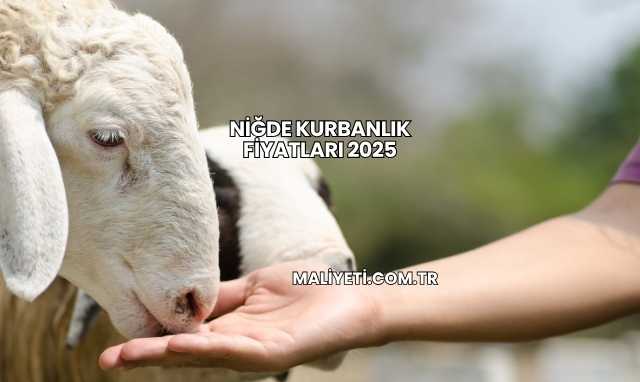 Niğde Kurbanlık Fiyatları 2025