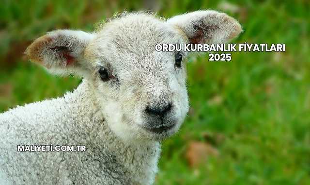 Ordu Kurbanlık Fiyatları 2025