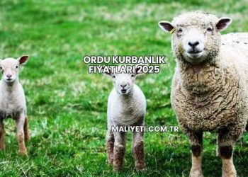 Ordu Kurbanlık Fiyatları 2025
