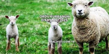 Ordu Kurbanlık Fiyatları 2025