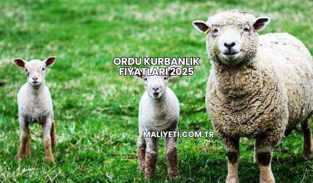 Ordu Kurbanlık Fiyatları 2025