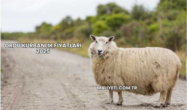 Ordu Kurbanlık Fiyatları 2025