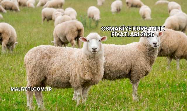 Osmaniye Kurbanlık Fiyatları 2025
