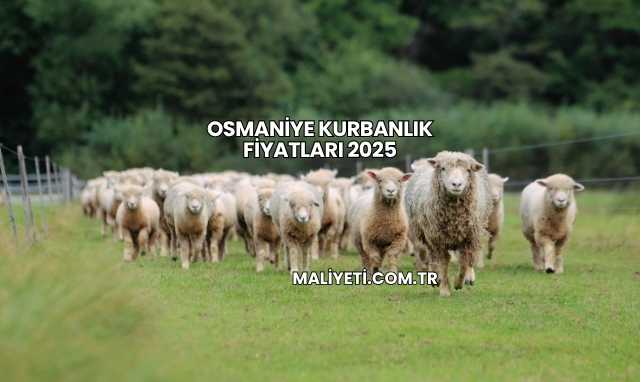 Osmaniye Kurbanlık Fiyatları 2025