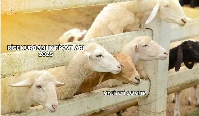 Rize Kurbanlık Fiyatları 2025