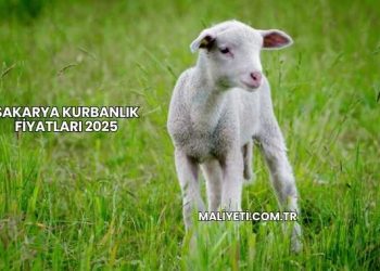 Sakarya Kurbanlık Fiyatları 2025