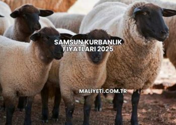 Samsun Kurbanlık Fiyatları 2025