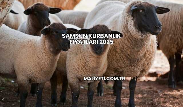 Samsun Kurbanlık Fiyatları 2025