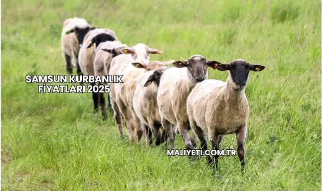 Samsun Kurbanlık Fiyatları 2025