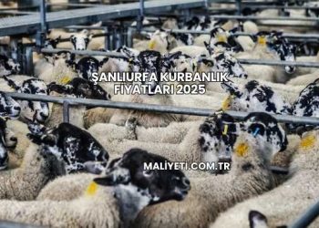 Şanlıurfa Kurbanlık Fiyatları 2025