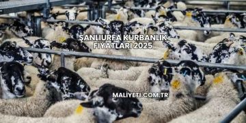 Şanlıurfa Kurbanlık Fiyatları 2025