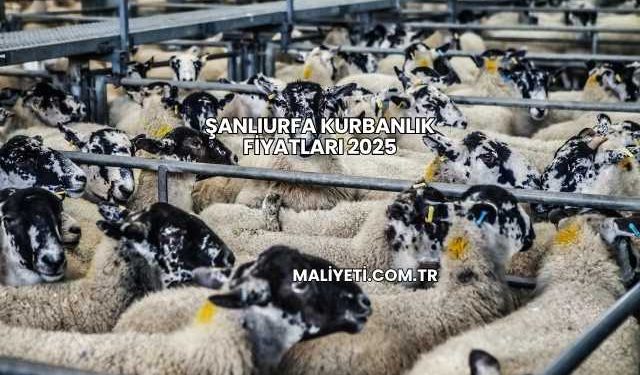 Şanlıurfa Kurbanlık Fiyatları 2025