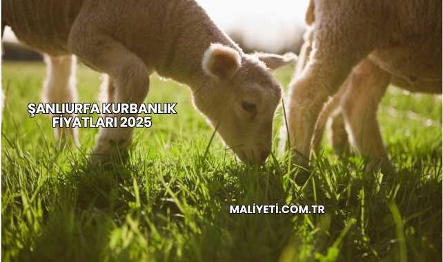 Şanlıurfa Kurbanlık Fiyatları 2025