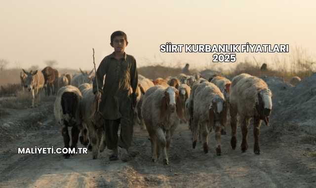 Siirt Kurbanlık Fiyatları 2025