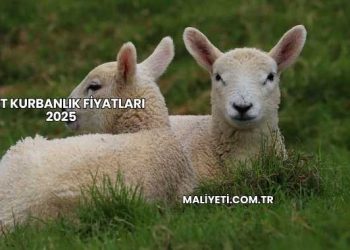 Siirt Kurbanlık Fiyatları 2025