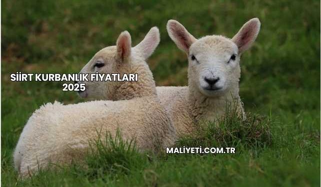 Siirt Kurbanlık Fiyatları 2025