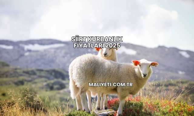 Siirt Kurbanlık Fiyatları 2025