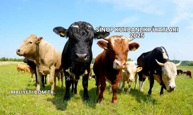 Sinop Kurbanlık Fiyatları 2025
