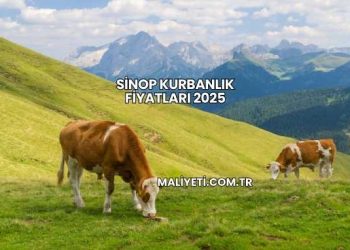 Sinop Kurbanlık Fiyatları 2025