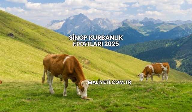 Sinop Kurbanlık Fiyatları 2025
