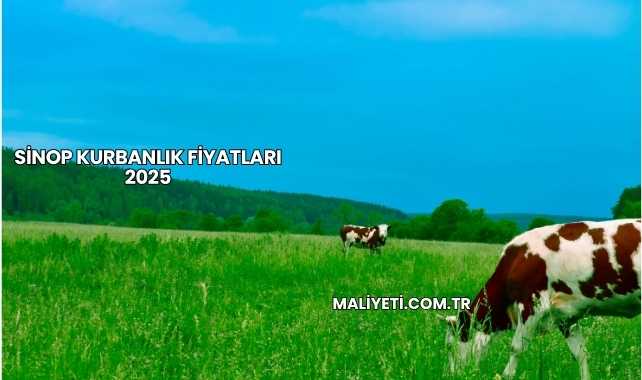 Sinop Kurbanlık Fiyatları 2025