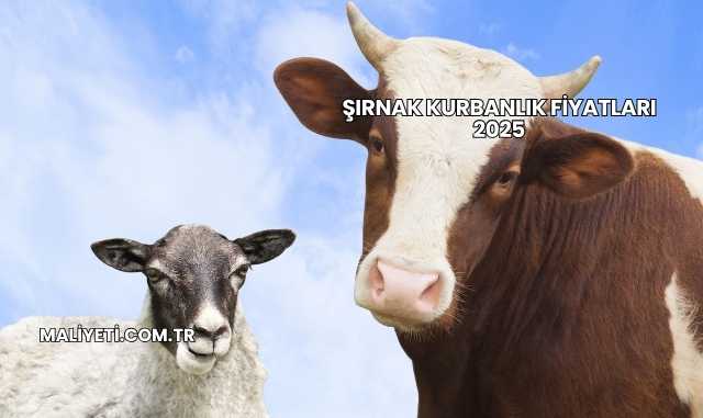 Şırnak Kurbanlık Fiyatları 2025