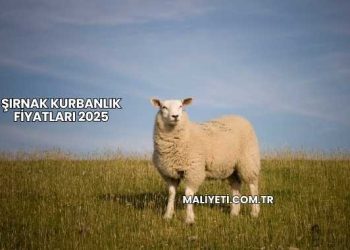 Şırnak Kurbanlık Fiyatları 2025