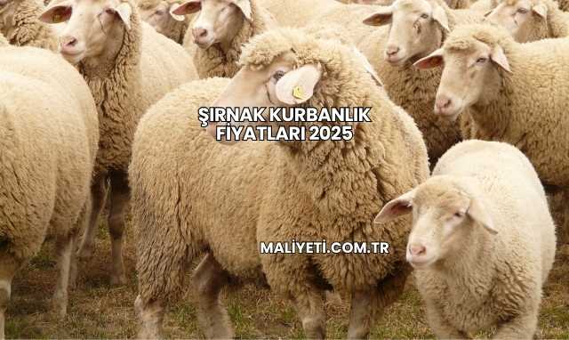 Şırnak Kurbanlık Fiyatları 2025