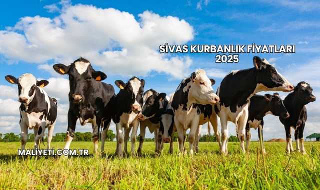 Sivas Kurbanlık Fiyatları 2025