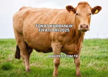 Tokat Kurbanlık Fiyatları 2025