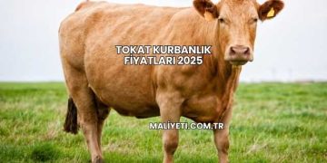 Tokat Kurbanlık Fiyatları 2025