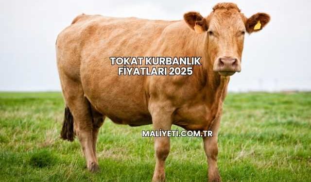 Tokat Kurbanlık Fiyatları 2025