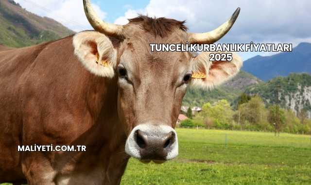 Tunceli Kurbanlık Fiyatları 2025