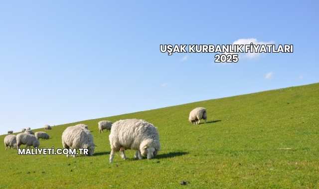 Uşak Kurbanlık Fiyatları 2025