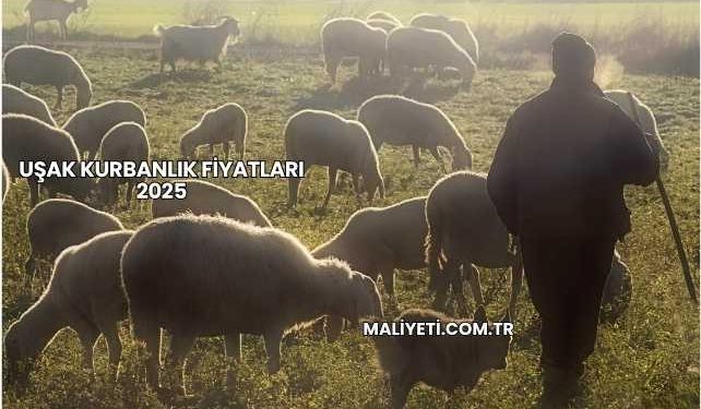 Uşak Kurbanlık Fiyatları 2025