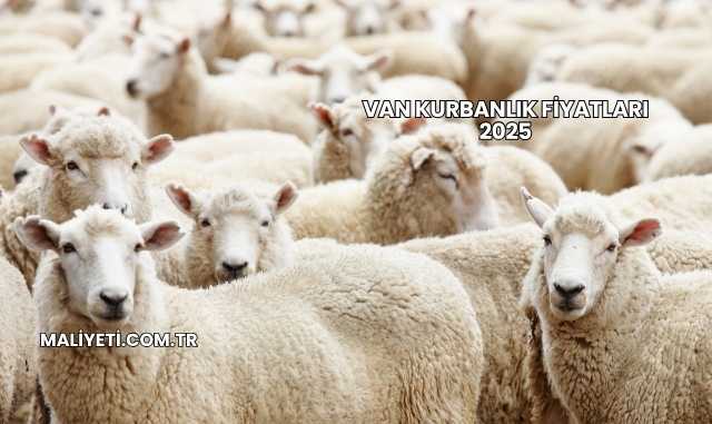 Van Kurbanlık Fiyatları 2025