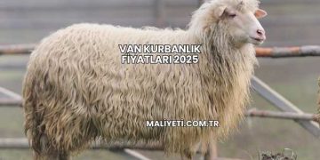 Van Kurbanlık Fiyatları 2025
