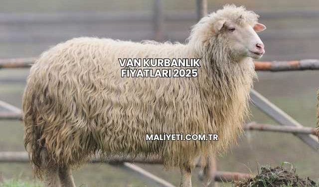 Van Kurbanlık Fiyatları 2025