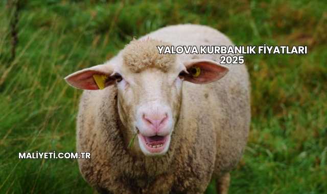 Yalova Kurbanlık Fiyatları 2025