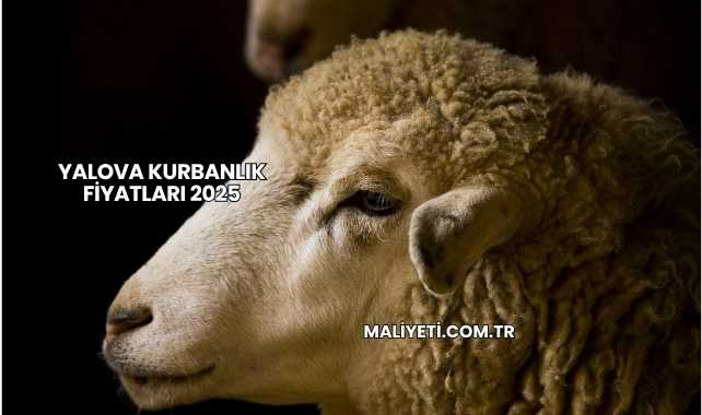 Yalova Kurbanlık Fiyatları 2025