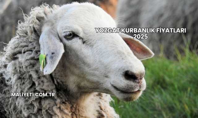 Yozgat Kurbanlık Fiyatları 2025