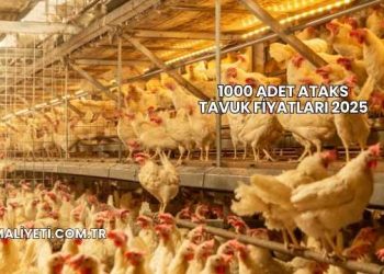 1000 Adet Ataks Tavuk Fiyatları 2025